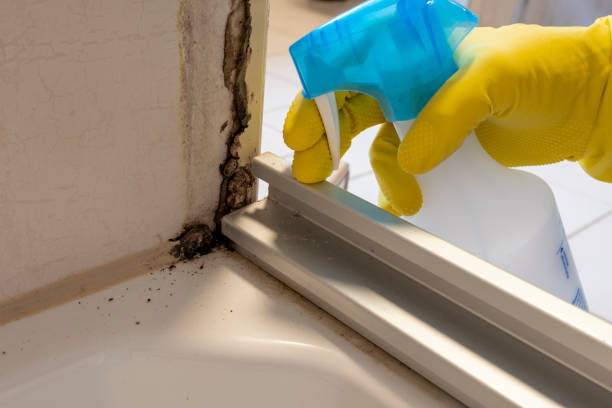 Best DIY Mold Remediation in Point Pleasant, WV